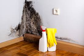 Best Mold Documentation for Insurance Claims in USA